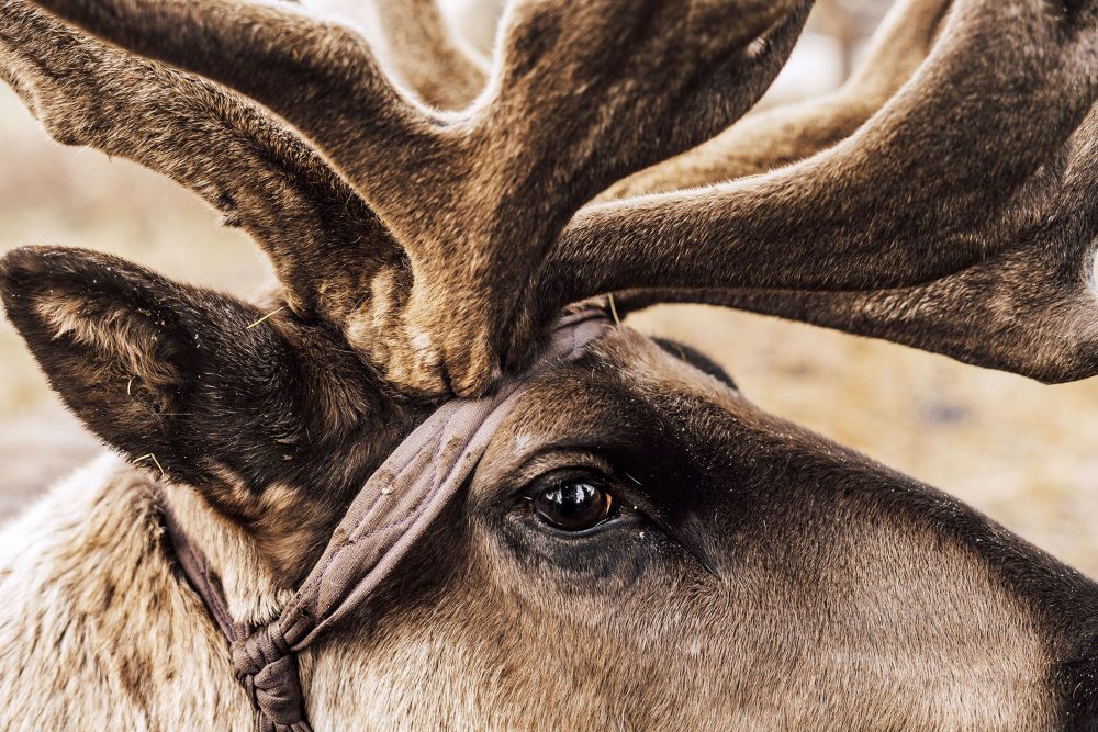 Mongolie_Dukha_Raindeer_MarijeVanDeVlekkert