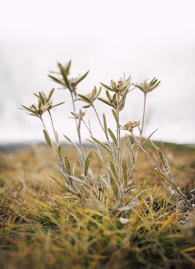 Mongolie_Edelweiss_MarijeVanDeVlekkert