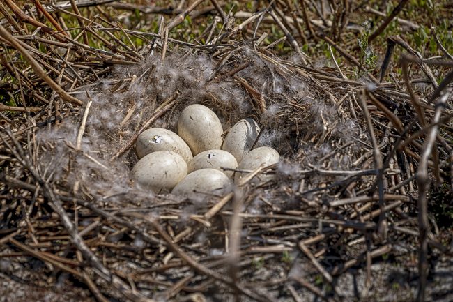 MW_Ganzennest_eieren
